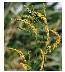 Tisane Mélilot Jaune plante 250 GRS Mélilotus officinalis.