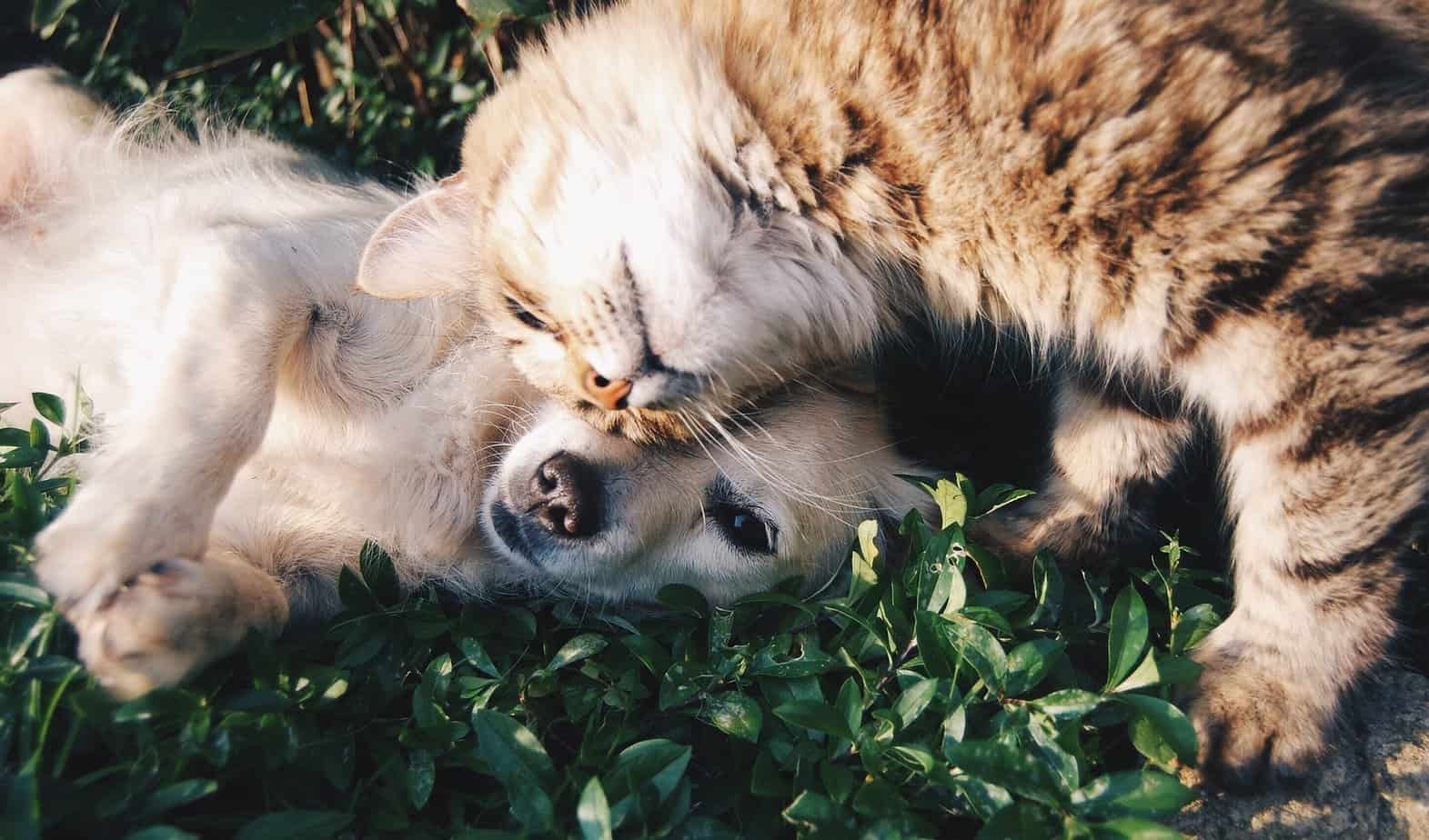 Tout savoir sur le sommeil de votre animal de compagnie : chien et chat remede insomnie