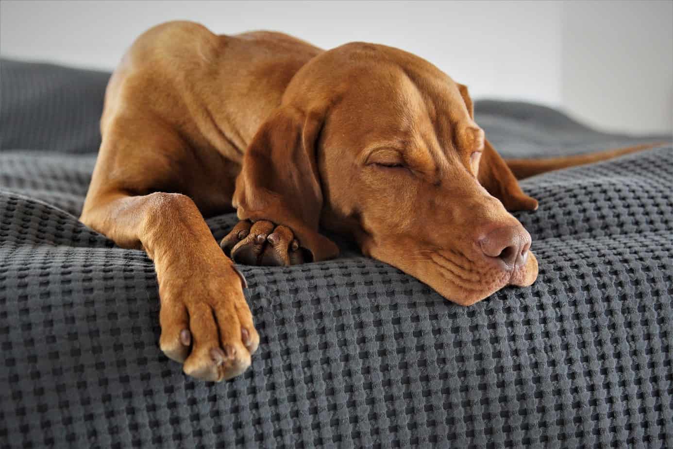 comprendre le sommeil de votre animal de compagnie le chien remede insomnie