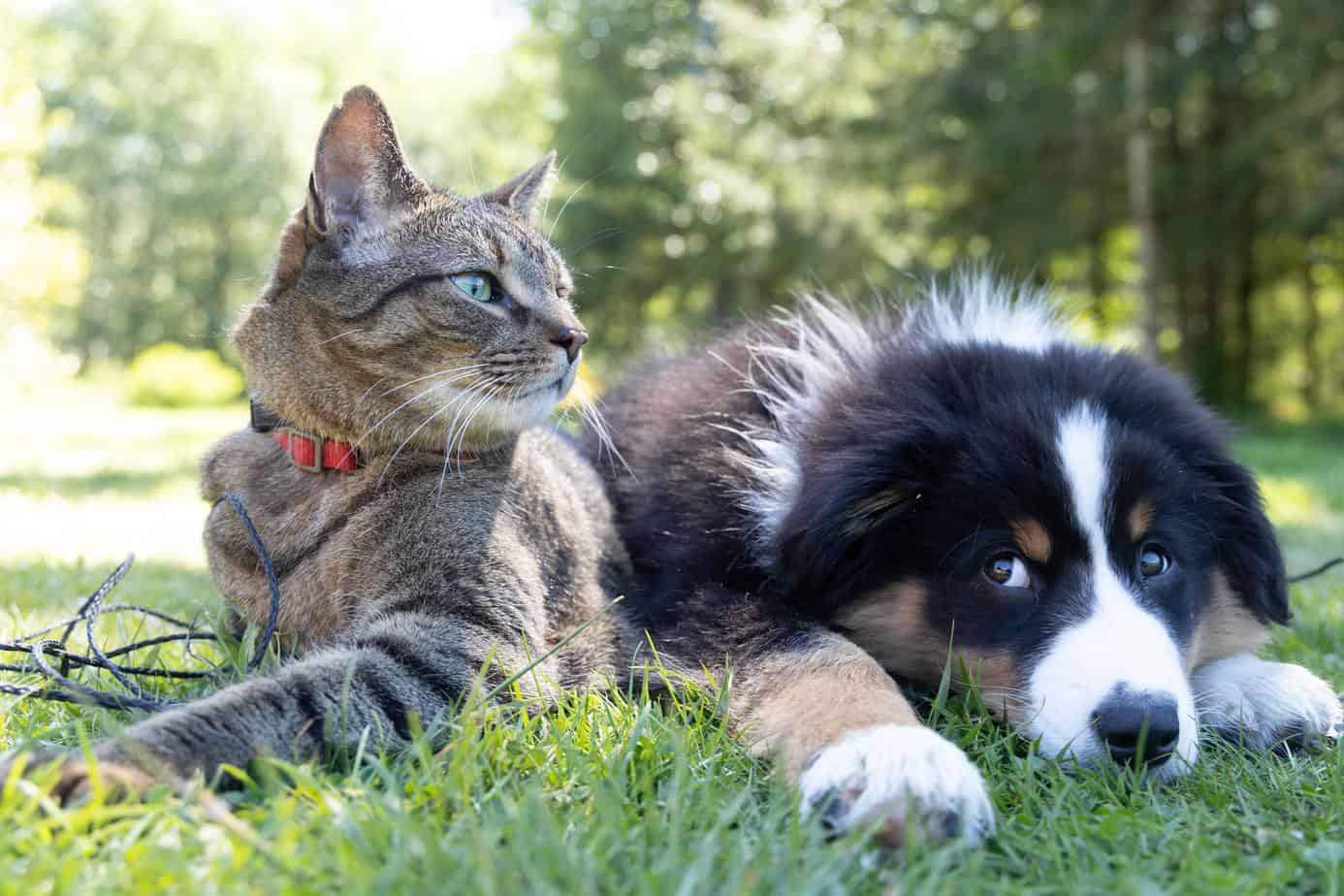 Voici comment votre chien ou chat peut vous aider à réduire le stress pour un meilleur sommeil